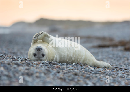 I capretti guarnizione grigio, Halichoerus grypus Foto Stock