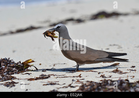 Noddy marrone o Noddy comune, Anous stolidus, Foto Stock