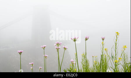 Bristol, Regno Unito. 30 apr 2014. La rugiada si blocca sulla scogliera piante come il ponte sospeso di Clifton scompare nella nebbia a Bristol. Il Met Office ha rilasciato un giallo allarme meteo per il sud dell'Inghilterra e del Galles a causa di fitta nebbia - che ha portato alla distruzione di mattina i voli a Londra e Bristol. 30 aprile 2014 Credit: Adam Gasson/Alamy Live News Foto Stock