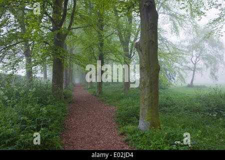 Al mattino presto la nebbia in un giorno di primavera nel Parco Baysgarth, Barton-su-Humber, North Lincolnshire, Regno Unito, mercoledì 30 aprile, 2014. Foto Stock