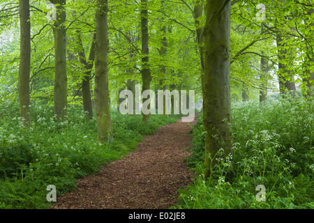 Al mattino presto la nebbia in un giorno di primavera nel Parco Baysgarth, Barton-su-Humber, North Lincolnshire, Regno Unito, mercoledì 30 aprile, 2014. Foto Stock