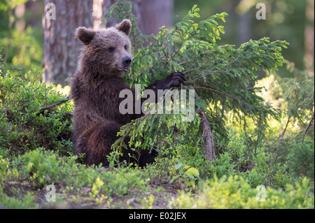 I giovani di orso bruno Ursus arctos, Kuhmo, in Finlandia Foto Stock