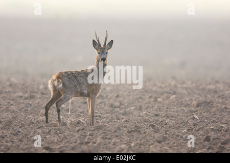 Il Roe Deer buck, Capreolus capreolus, vechta, Bassa Sassonia, Bassa Sassonia, Germania Foto Stock