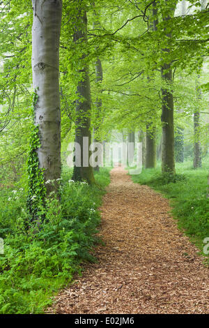 Al mattino presto la nebbia in un giorno di primavera nel Parco Baysgarth, Barton-su-Humber, North Lincolnshire, Regno Unito, mercoledì 30 aprile, 2014. Foto Stock