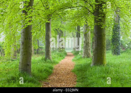 Al mattino presto la nebbia in un giorno di primavera nel Parco Baysgarth, Barton-su-Humber, North Lincolnshire, Regno Unito, mercoledì 30 aprile, 2014. Foto Stock