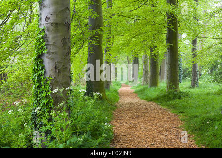 Al mattino presto la nebbia in un giorno di primavera nel Parco Baysgarth, Barton-su-Humber, North Lincolnshire, Regno Unito, mercoledì 30 aprile, 2014. Foto Stock