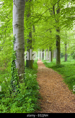 Al mattino presto la nebbia in un giorno di primavera nel Parco Baysgarth, Barton-su-Humber, North Lincolnshire, Regno Unito, mercoledì 30 aprile, 2014. Foto Stock