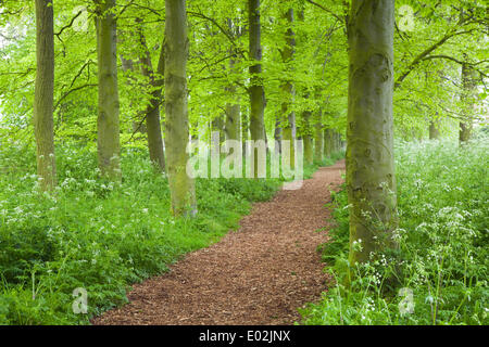 Al mattino presto la nebbia in un giorno di primavera nel Parco Baysgarth, Barton-su-Humber, North Lincolnshire, Regno Unito, mercoledì 30 aprile, 2014. Foto Stock