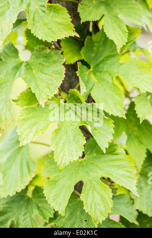Primo piano della pianta di luppolo (Humulus lupulus) cresce in estate Foto Stock