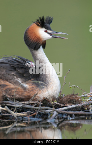 Svasso maggiore con pulcino, Podiceps cristatus Foto Stock