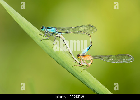 Coniugata ruota di blu-tailed damselflies, ischnura elegans Foto Stock