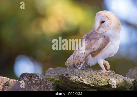 Il barbagianni, Tyto alba, vechta distretto, Bassa Sassonia, Bassa Sassonia, Germania Foto Stock