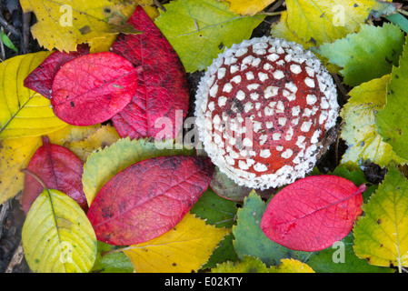 Fly Agaric, amanita muscaria, Goldenstedt, Vechta, Bassa Sassonia, Bassa Sassonia, Germania Foto Stock