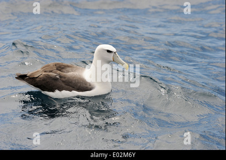 Timido mollymawk (Diomedea cauta) albatross seduti sulle acque dell'Oceano del Sud. Foto Stock