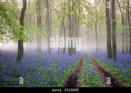 Misty Bluebell e faggeta nella campagna inglese Foto Stock