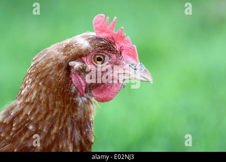 Close up della gallina guardando la telecamera su sfondo verde con abbondanza di spazio di copia. Foto Stock