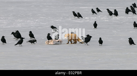 Japanese Red Fox con pesce e circondato da corvi in ghiaccio e neve campo su un lago. Hokkaido Foto Stock