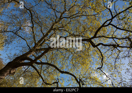 Cerca fino a Londra albero piano in primavera come si inizia a foglia. Foto Stock