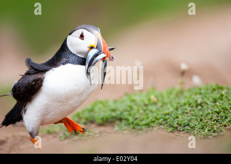 PEMBROKESHIRE, Galles un Atlantic puffin (Fratercula arctica) porta un becco pieno di cicerelli. Foto Stock