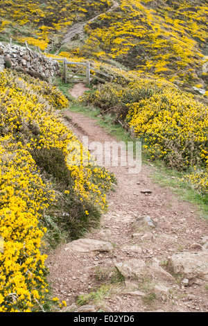 Gorse fiori fodera Pembrokeshire Coast Path a Porthmelgan, West Wales Foto Stock