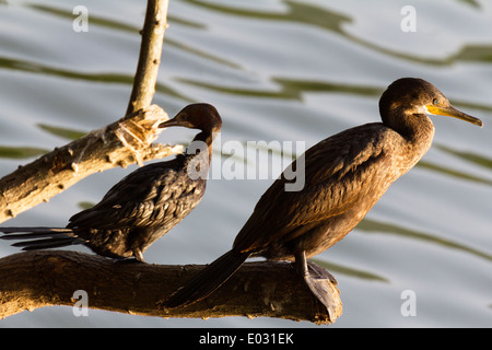 Cormorani dal Lago Kandy in Sri Lanka 3 Foto Stock