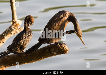 Cormorani dal Lago Kandy in Sri Lanka 2 Foto Stock