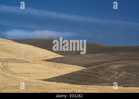 Terra di allevamento in Palouse county nello Stato di Washington STATI UNITI D'AMERICA Foto Stock