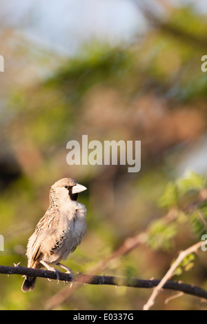 ETOSHA, NAMIBIA socievole weaver bird (Philetairus socius) in habitat. Foto Stock