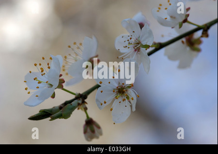 Prunus cerasifera è una specie di prugna noti con i nomi comuni di ciliegia e prugna prugna myrobalan Foto Stock