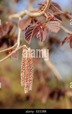 Corylus avellana 'Fuscorubra' Foto Stock