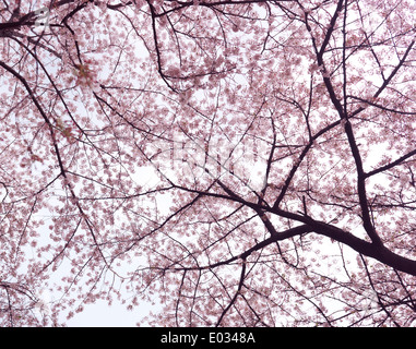 Fiore di Ciliegio su alberi di ciliegio a basso angolo di visione. Tokyo, Giappone. Foto Stock