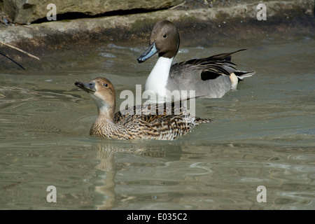 Una coppia di Northern Pintail anatre Foto Stock