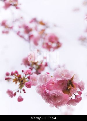 Primo piano della fioritura rosa ciliegia giapponese ramo di albero sulla luce blu del cielo. P. Lannesiana Sekiyama Foto Stock