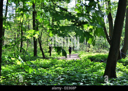 L'Eilenriede Hanoverian foresta con una superficie di 6,5 chilometri quadrati, è tra le più antiche e più grande città delle foreste in Europa ed è due volte più grande di Central Park di New York. Il passeggino a est l'Eilenriede sono dominate da jogging, ciclisti e cane Foto Stock