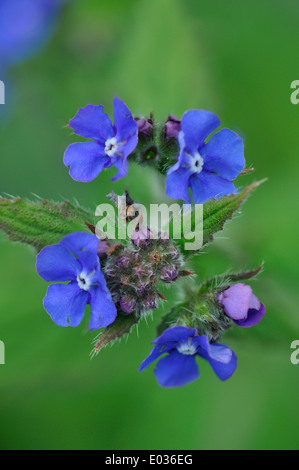 Alkanet verde in fiore Dorset Regno Unito Foto Stock
