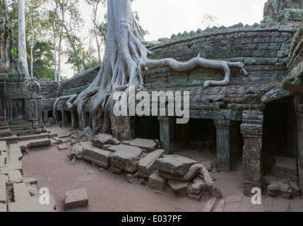 Ta Prohm Temple (Rajavihara), Angkor, Siem Reap, Cambogia Foto Stock