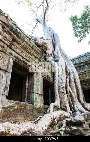 Ta Prohm Temple (Rajavihara), Angkor, Siem Reap, Cambogia Foto Stock