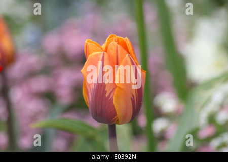 Tulip nel parco del castello, Colchester, Essex Foto Stock
