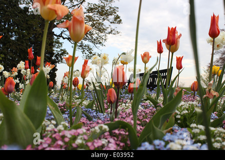 Basso livello foto scattata del letto di fiori nel parco del castello, Colchester, Essex Foto Stock