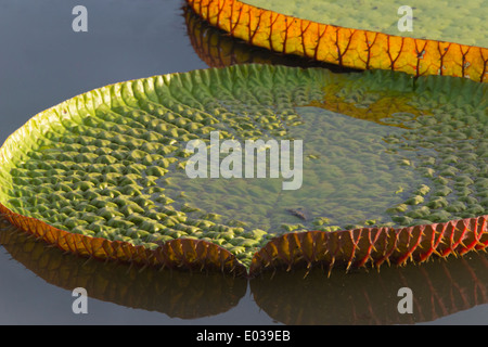 Victoria amazonica lily pad sul fiume Rupununi, sud della Guyana Foto Stock