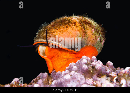 Norris top lumaca, sa anche e una lumaca kelp, esplorare oltre un reeftop con la sua luminosa arancione piedi in cerca di cibo. Foto Stock