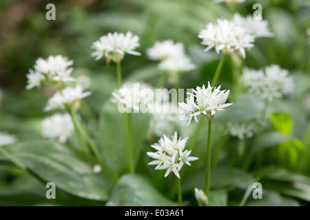 Aglio selvatico, Allium ursinum, crescendo in un bosco di latifoglie nel Northamptonshire, England, Regno Unito Foto Stock
