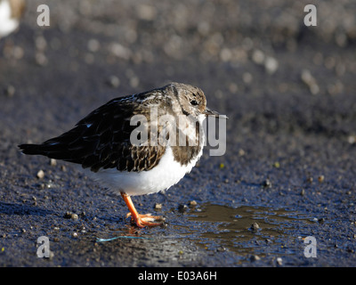 Un turnstone ( Arenaria interpres ) in appoggio su una parete del porto Foto Stock