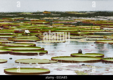 Victoria amazonica lily pad sul fiume Rupununi, sud della Guyana Foto Stock