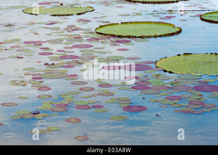 Victoria amazonica lily pad sul fiume Rupununi, sud della Guyana Foto Stock