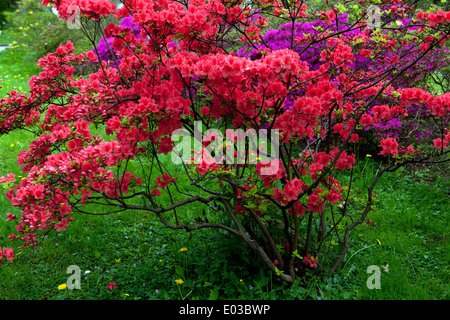 Fiori rossi rododendri di Azalea che fioriscono in un giardino arbusti fioriti Foto Stock