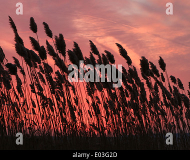 Tall reeds lungo il mare si stagliano contro l'ambiente colorato sun. Foto Stock