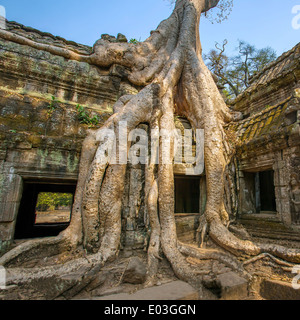 Albero gigante che copre le pietre delle antiche Ta Prohm tempio di Angkor Wat complessa, Siem Reap, Cambogia Foto Stock