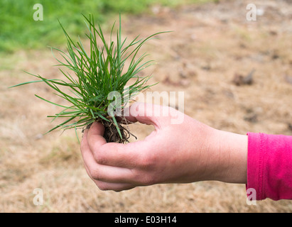 Mano azienda turf erba e terra Foto Stock