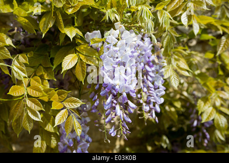 Il Glicine cresce su una parete soleggiata nel maggio del Northamptonshire, England, Regno Unito Foto Stock